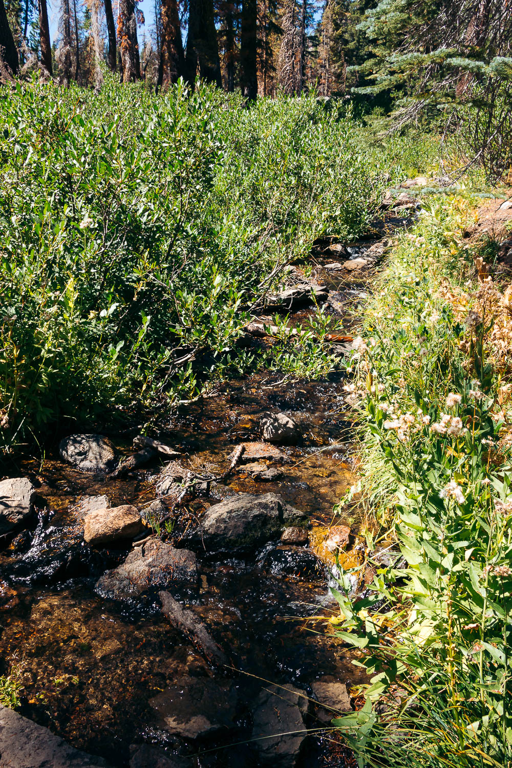 Hike   Kings Creek Falls Trail - Roads and Destinations.