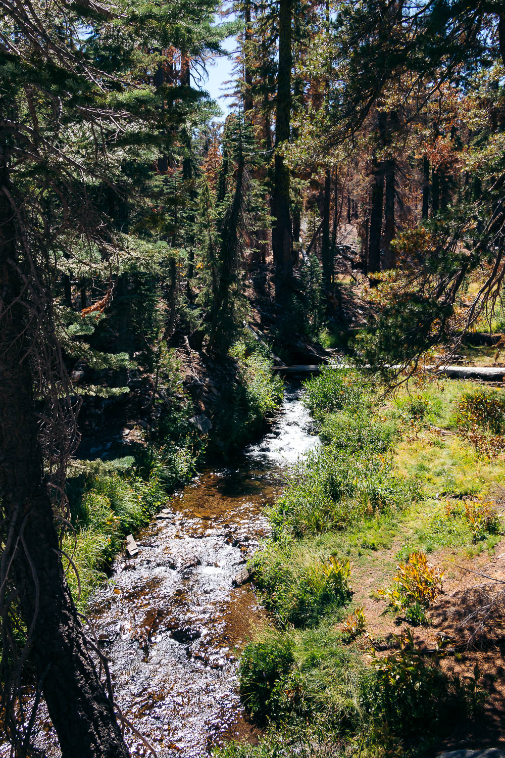 Hike   Kings Creek Falls Trail - Roads and Destinations.