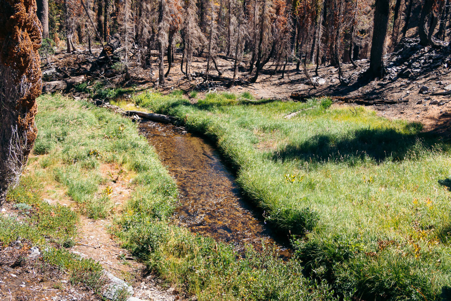 Hike   Kings Creek Falls Trail - Roads and Destinations.