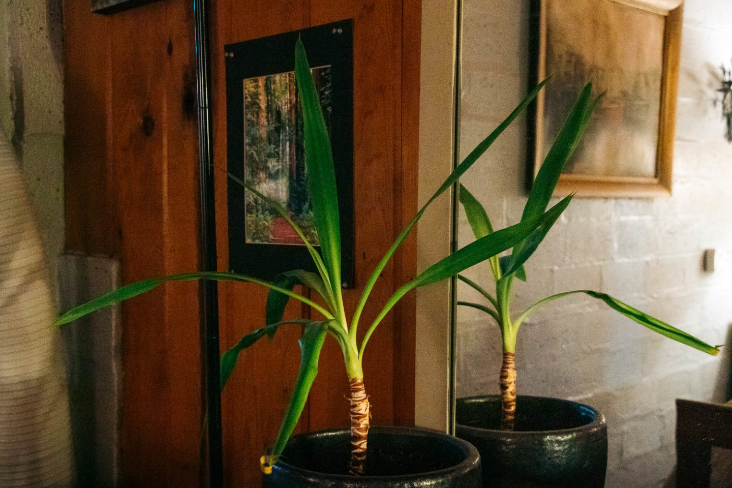 Inside Rustic Mott’s Cottage in Fall River Mills, California Roads