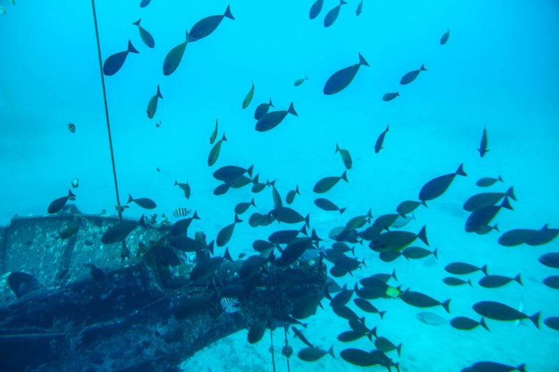 The Underwater World of Maui, Hawaii Atlantis Submarine Adventure Roads and Destinations