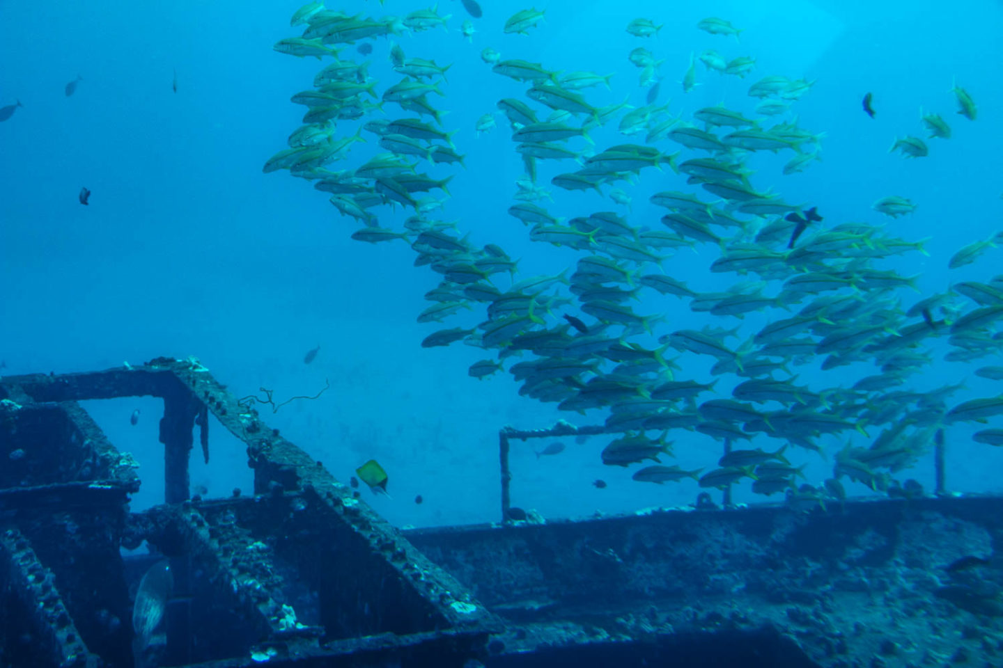 Underwater world of Maui - Roads and Destinations.