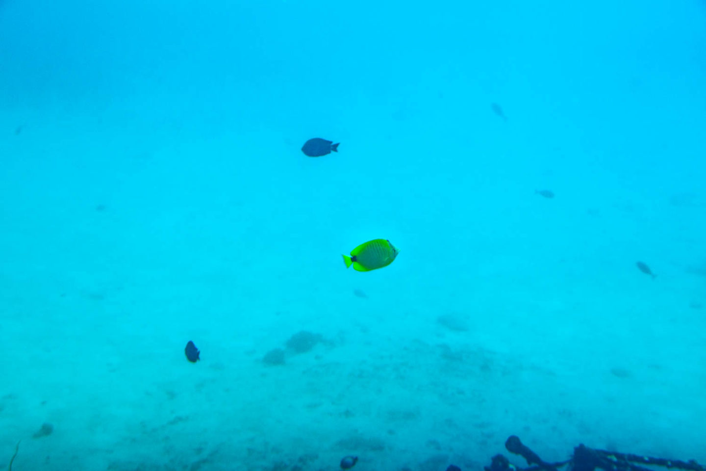 Underwater world of Maui - Roads and Destinations.