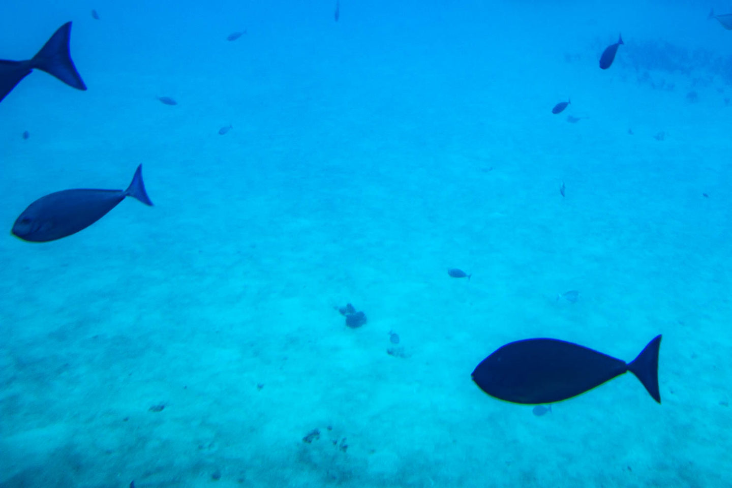 Underwater world of Maui - Roads and Destinations.