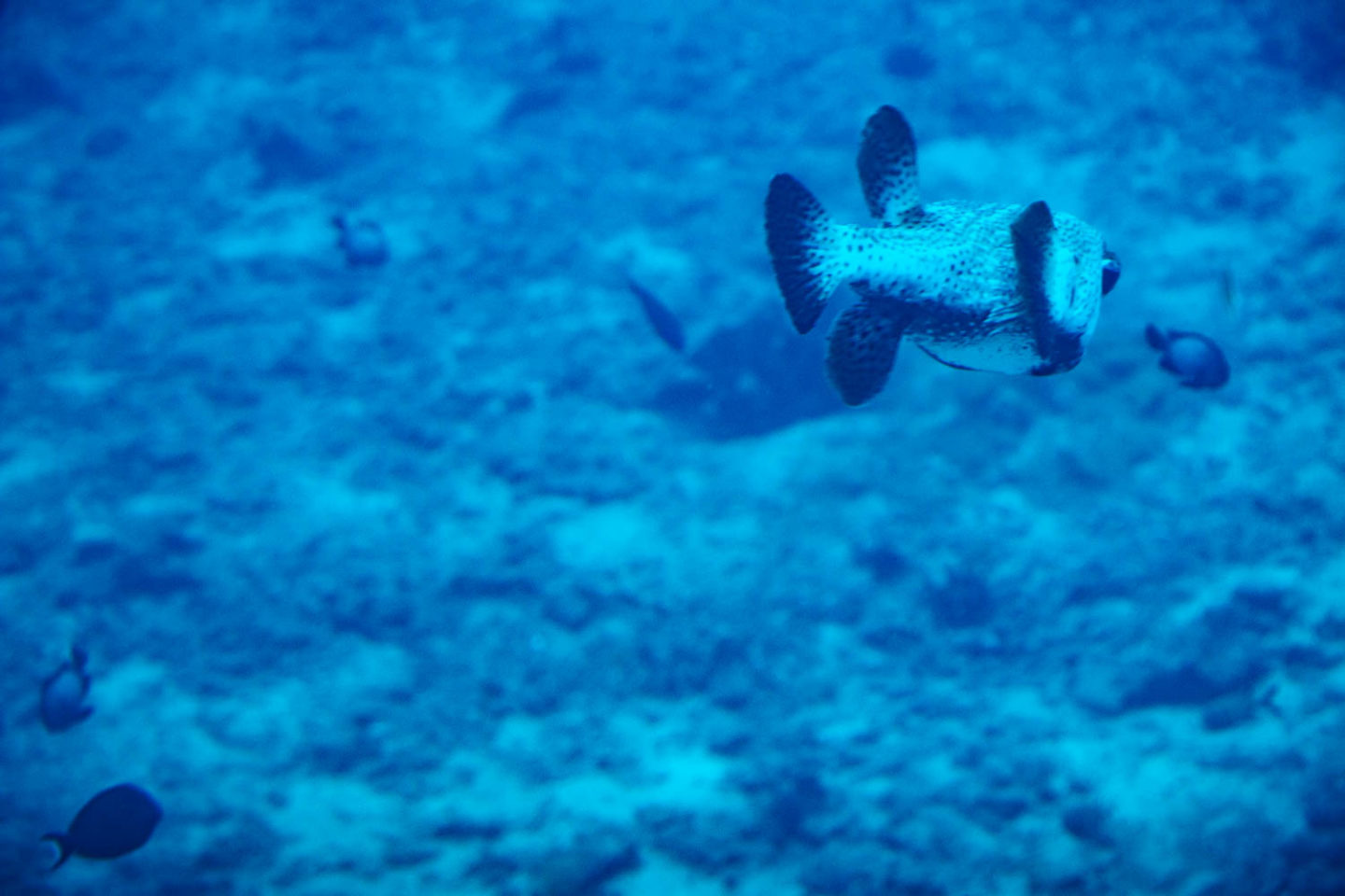 Underwater world of Maui - Roads and Destinations.