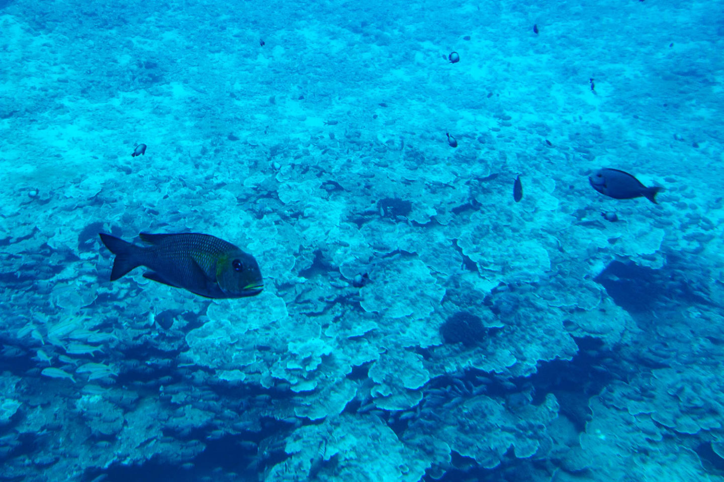 Underwater world of Maui - Roads and Destinations.