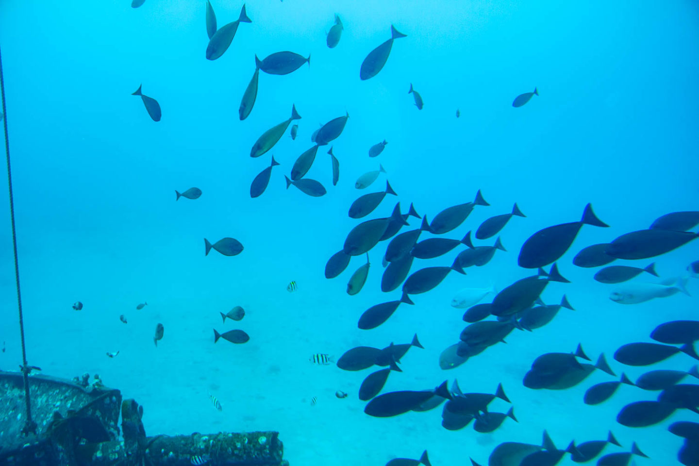 Underwater world of Maui - Roads and Destinations.