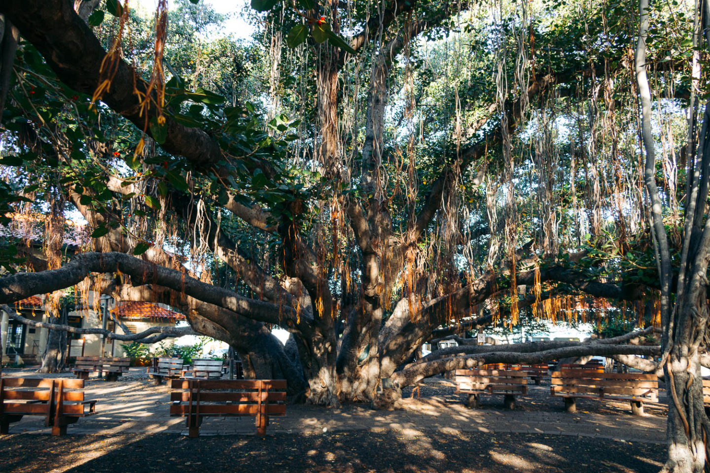 Banyan Tree, Lahaina- Roads and Destinations