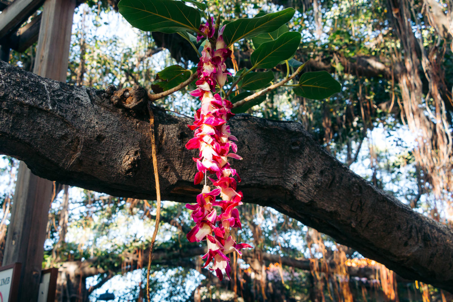 Books to read about Hawaii- Roads and Destinations