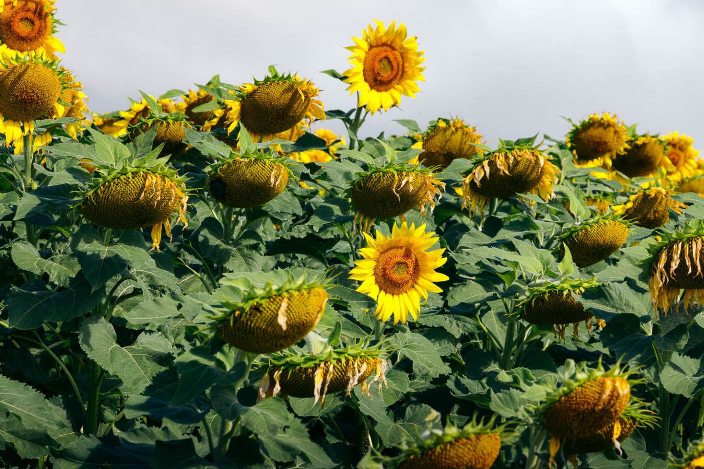 Sunflower field on Maui - Roads and Destinations