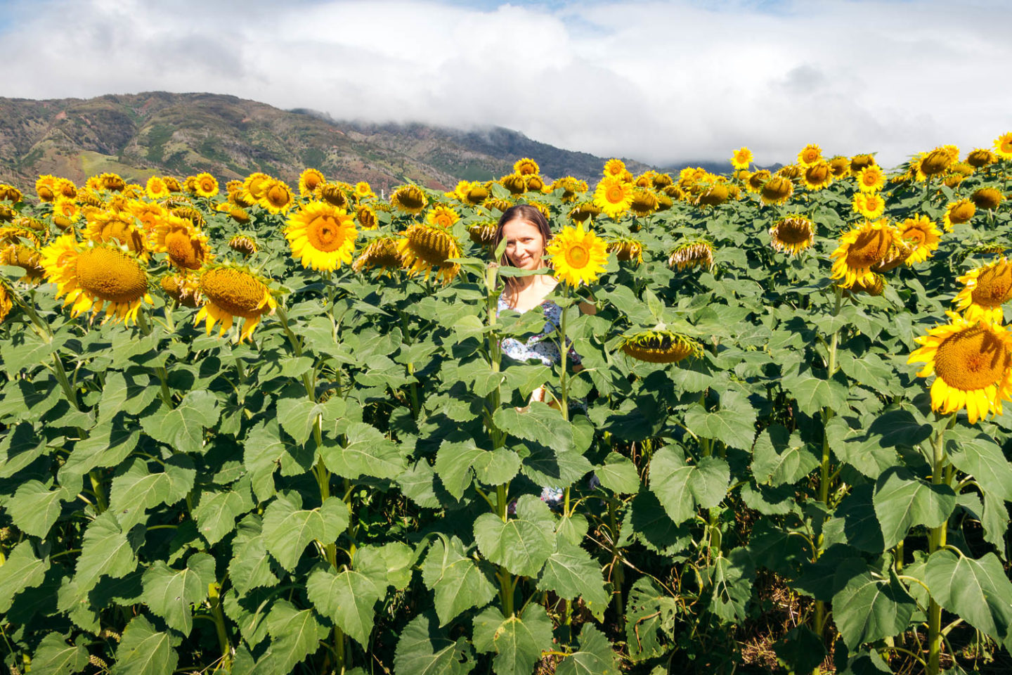 Sunflower field on Maui - Roads and Destinations