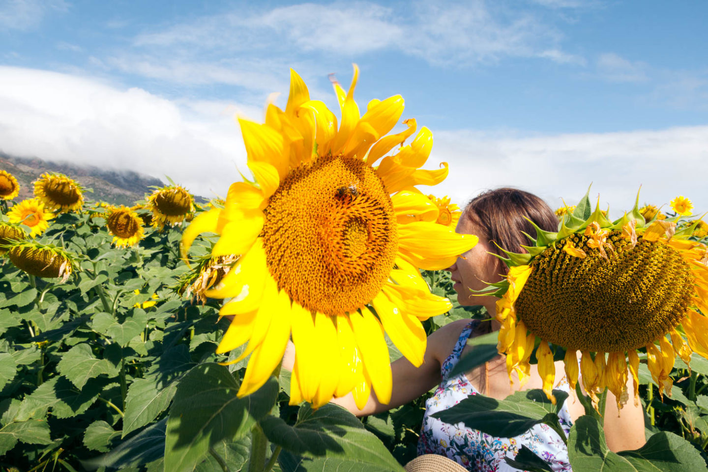 Sunflower field on Maui - Roads and Destinations