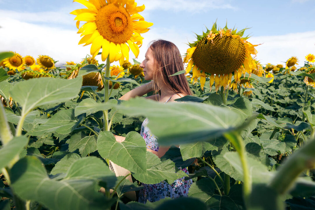 Sunflower field on Maui - Roads and Destinations