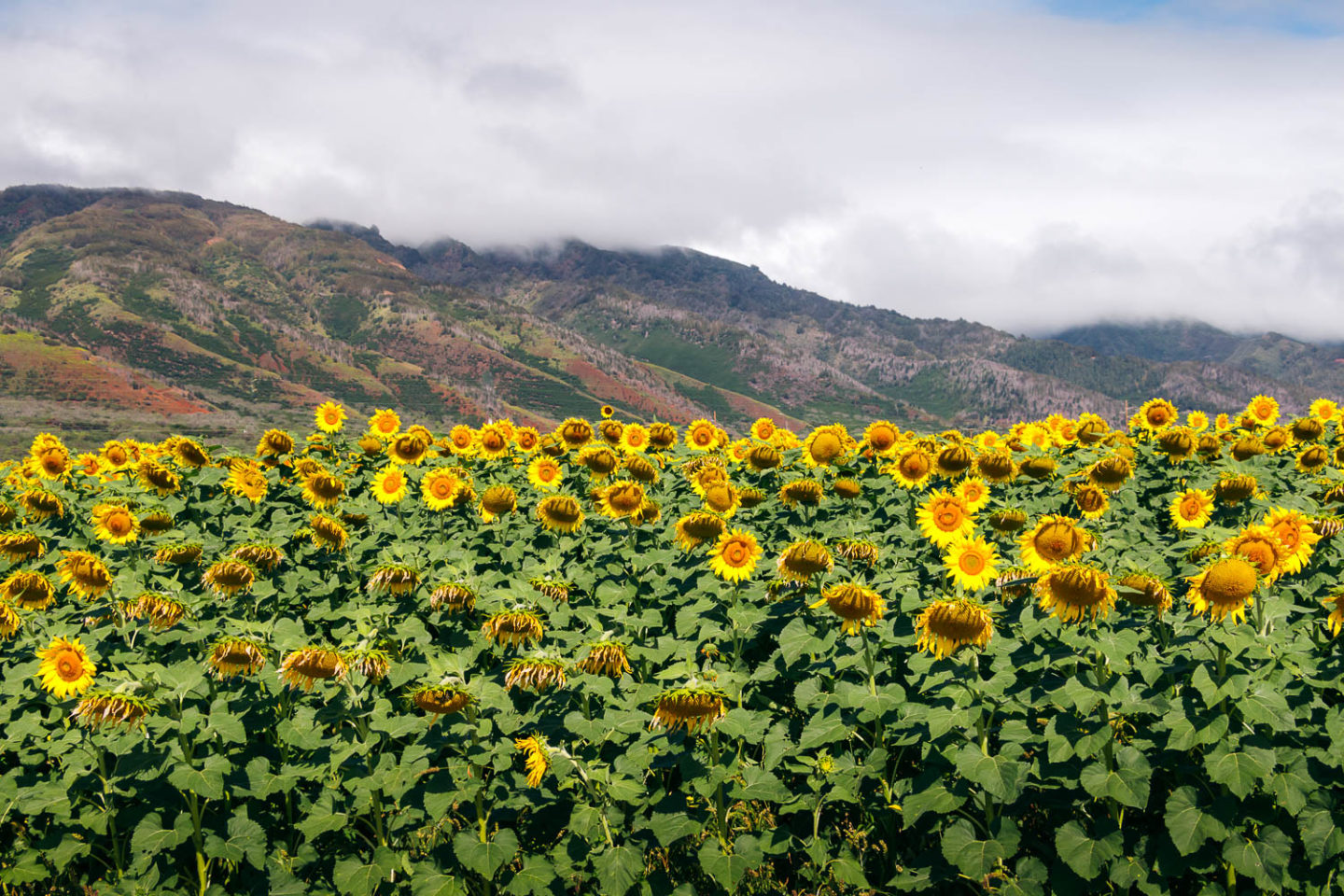 Sunflower field on Maui - Roads and Destinations