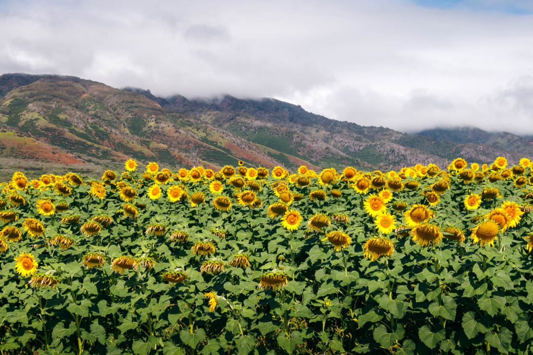 Where to Find Sunflower Field on Maui Roads and Destinations