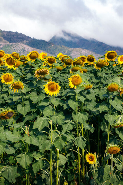 Sunflower field on Maui - Roads and Destinations