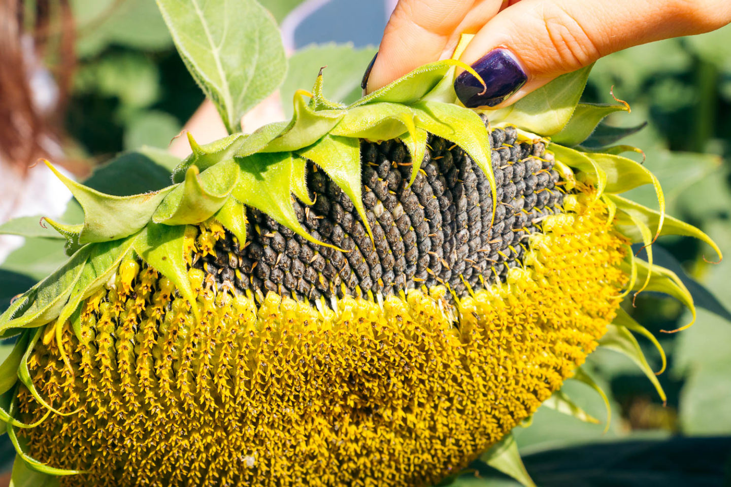 Sunflower field on Maui - Roads and Destinations