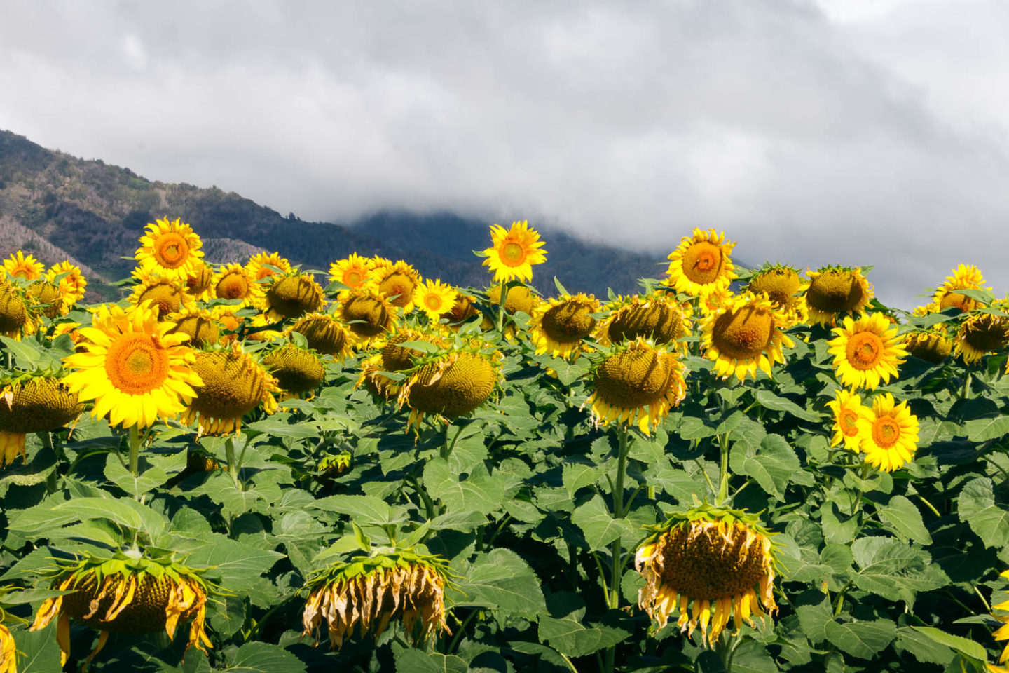 Sunflower field on Maui - Roads and Destinations