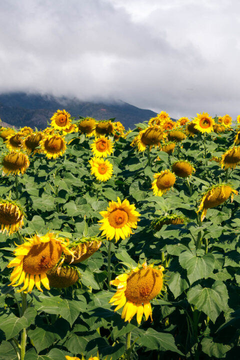 Sunflower field on Maui - Roads and Destinations