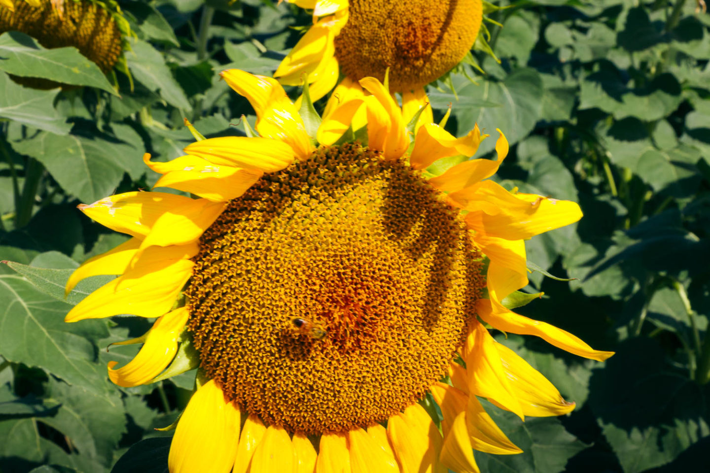 Sunflower field on Maui - Roads and Destinations