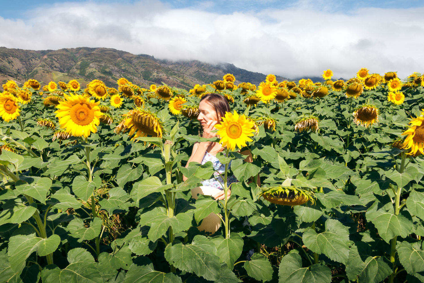 Sunflower field on Maui - Roads and Destinations