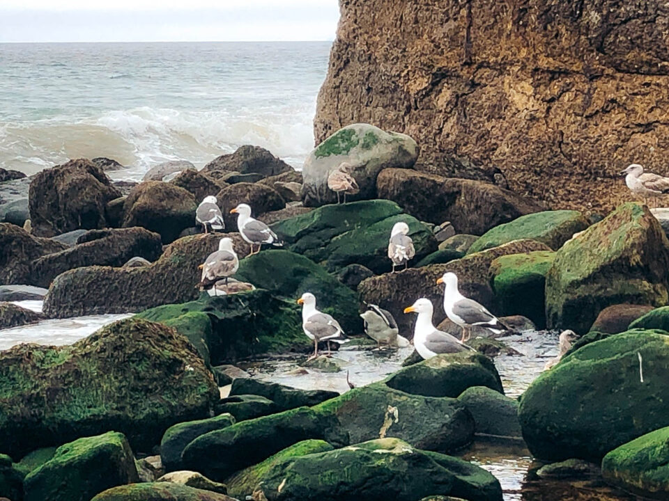 Barbecue at Sycamore Cove Beach, Malibu - Roads and Destinations