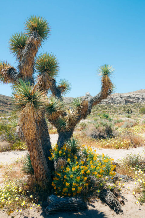 Hiking in Red Rock Canyon State Park, California - Roads and Destinations