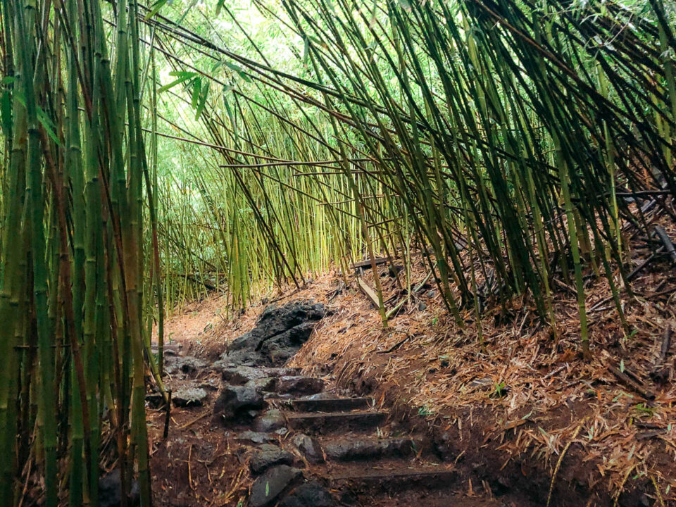 Bamboo Forest, Maui- Roads and Destinations