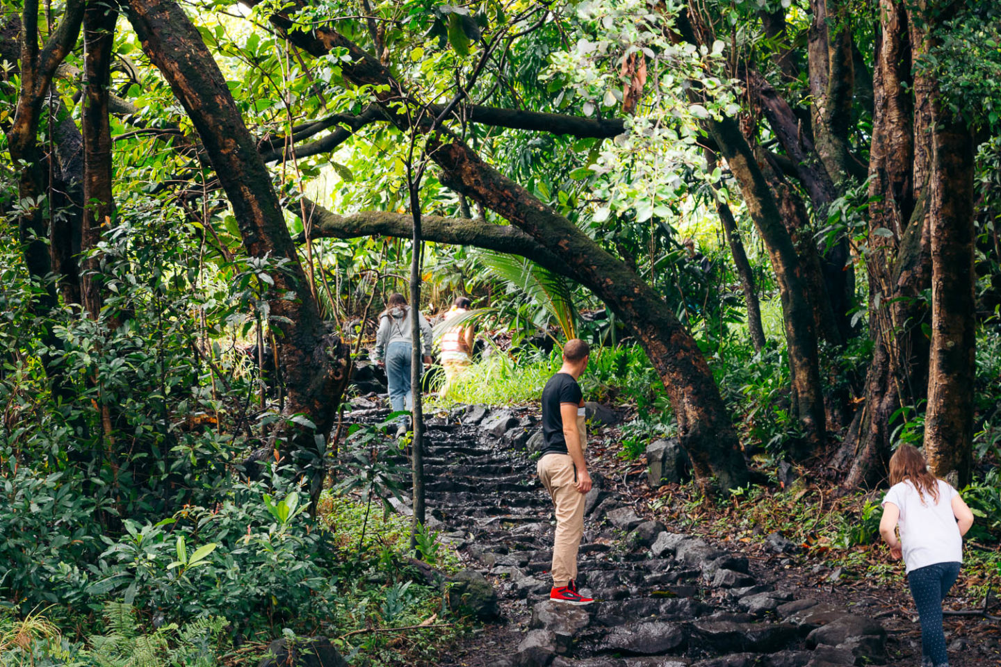 Pipiwai Trail hike; Forest bathing on Maui - Roads and Destinations