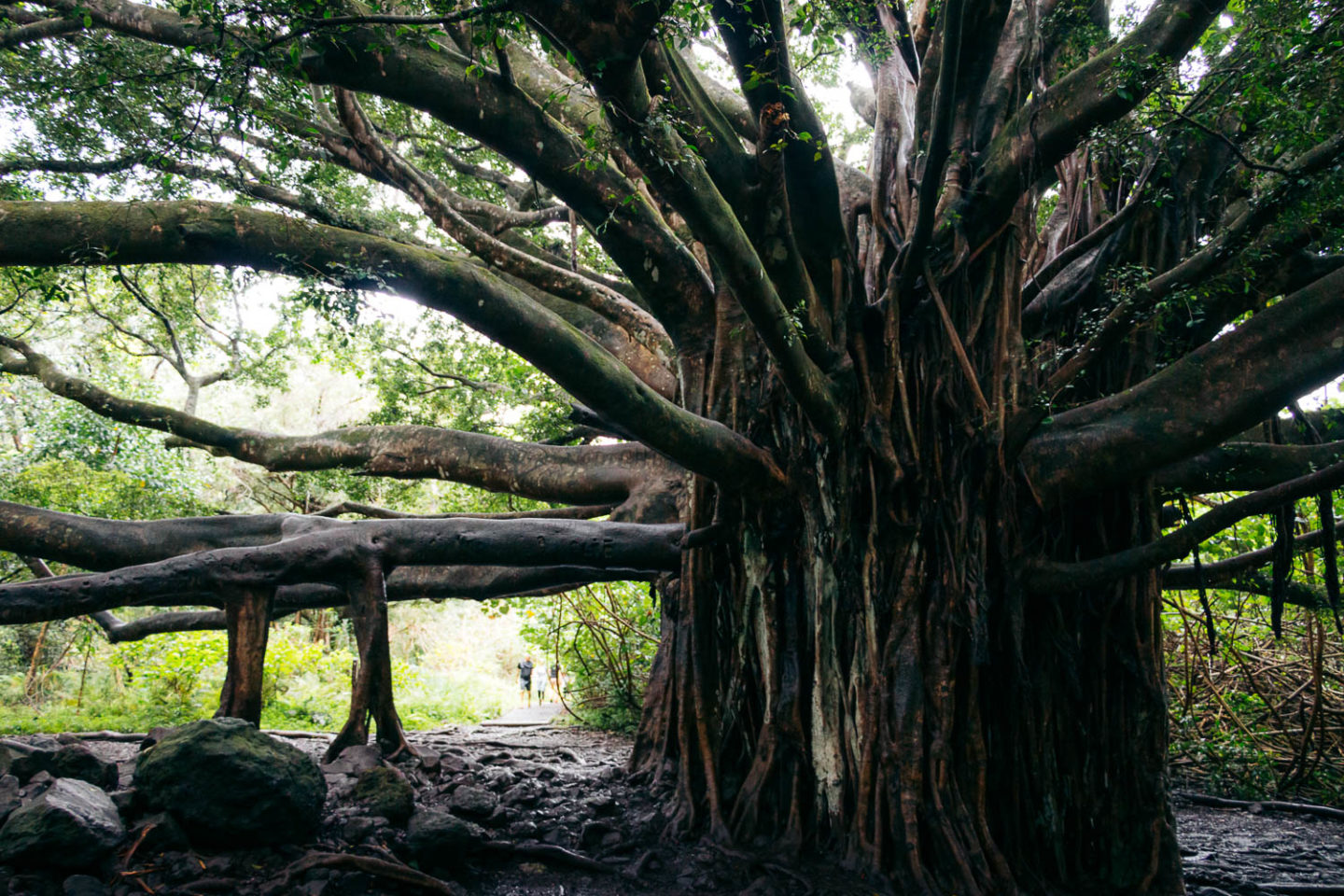 Giant banyan tree, Maui - Roads and Destinations