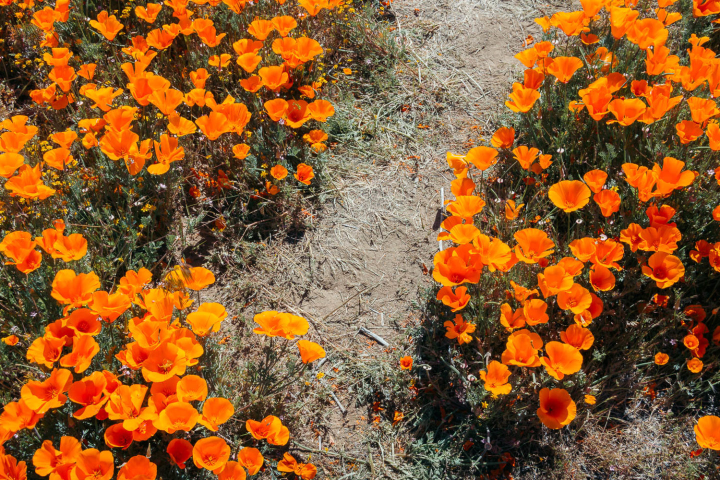 Why we never visit Antelope Valley California Poppy Reserve - Roads and Destinations