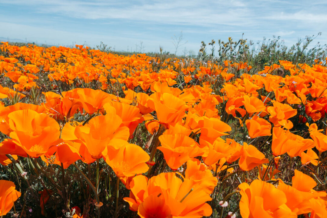 Why We Never Visit Antelope Valley California Poppy Reserve Roads and