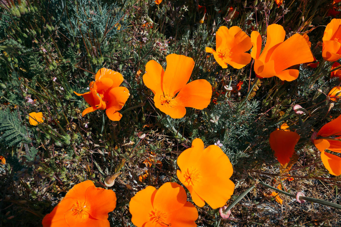 Why we never visit Antelope Valley California Poppy Reserve - Roads and Destinations