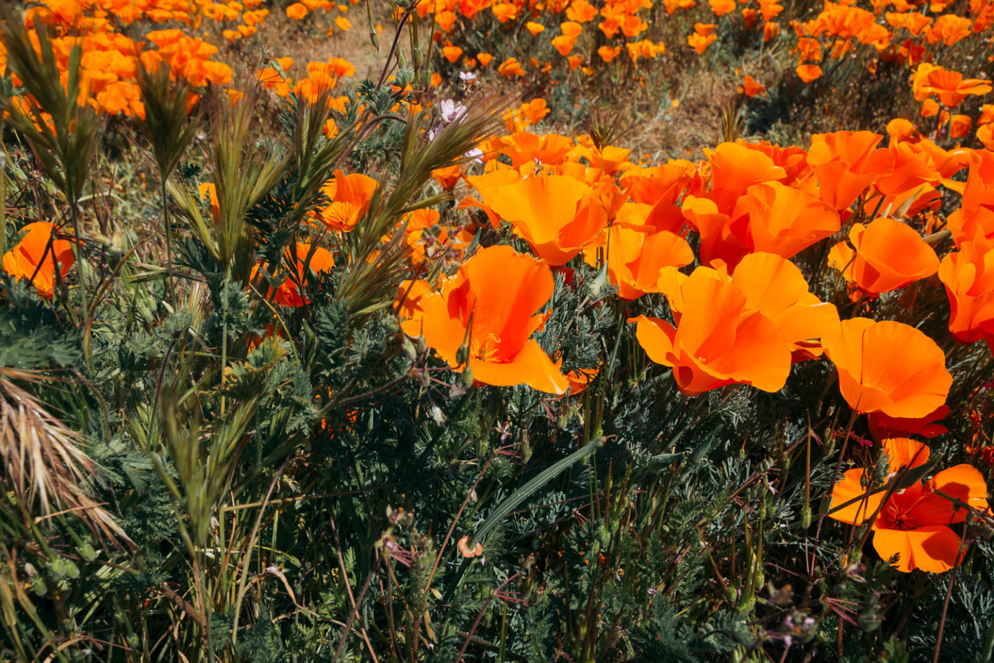 Why we never visit Antelope Valley California Poppy Reserve - Roads and Destinations