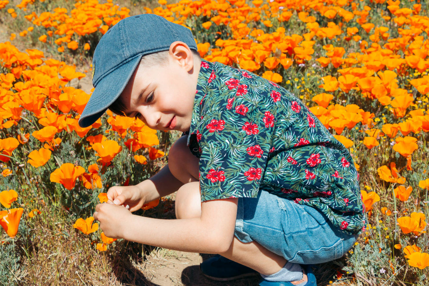 Why we never visit Antelope Valley California Poppy Reserve - Roads and Destinations