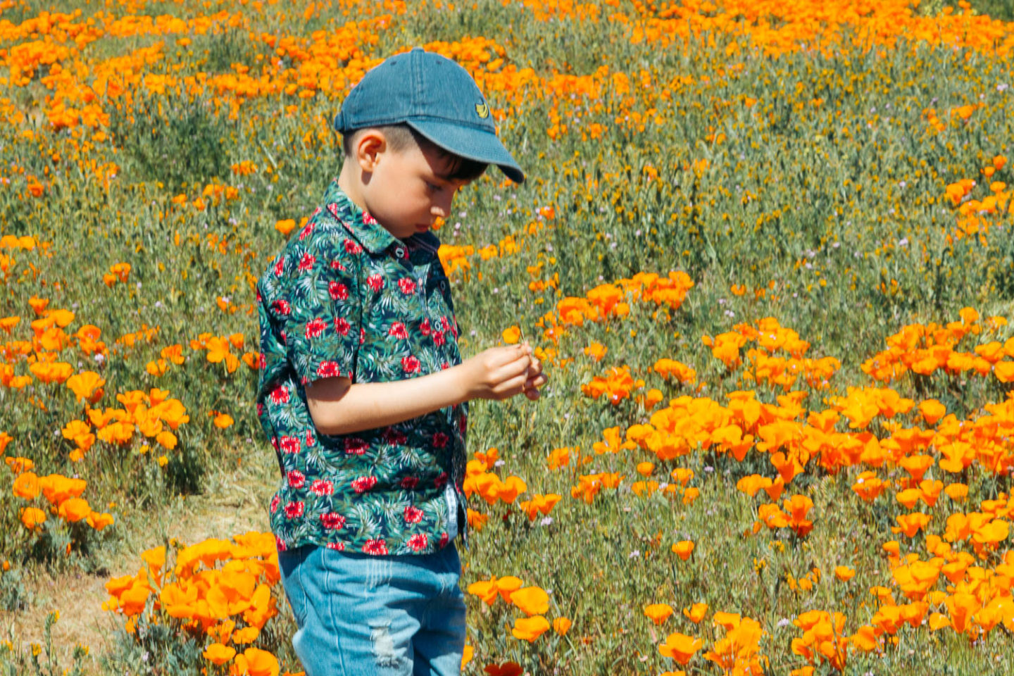 Why we never visit Antelope Valley California Poppy Reserve - Roads and Destinations