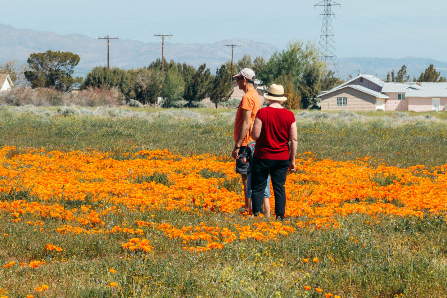 Why we never visit Antelope Valley California Poppy Reserve - Roads and Destinations