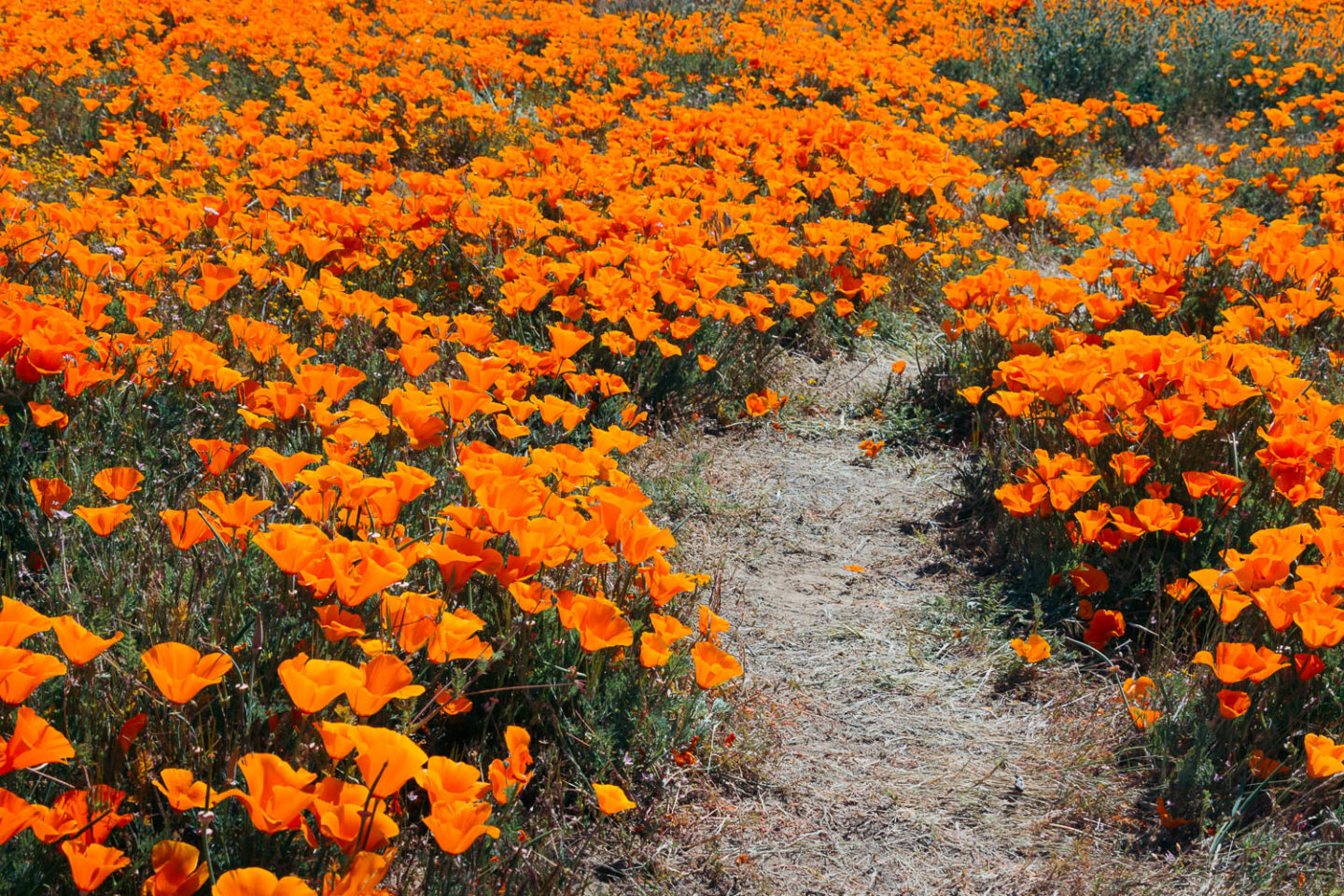 Why we never visit Antelope Valley California Poppy Reserve - Roads and Destinations