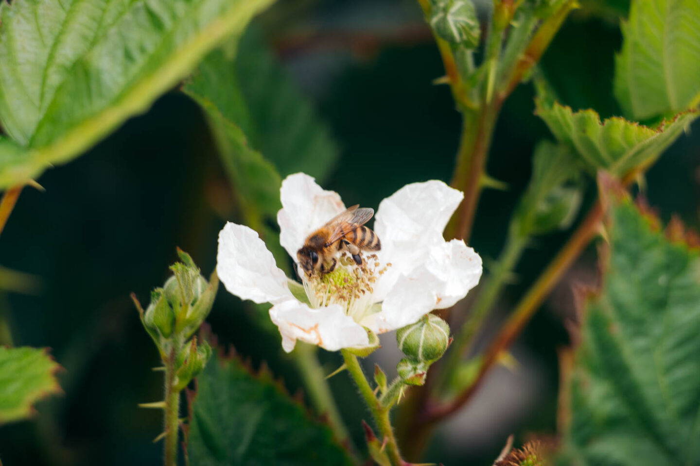 Growing strawberries - California farms - Roads and Destinations