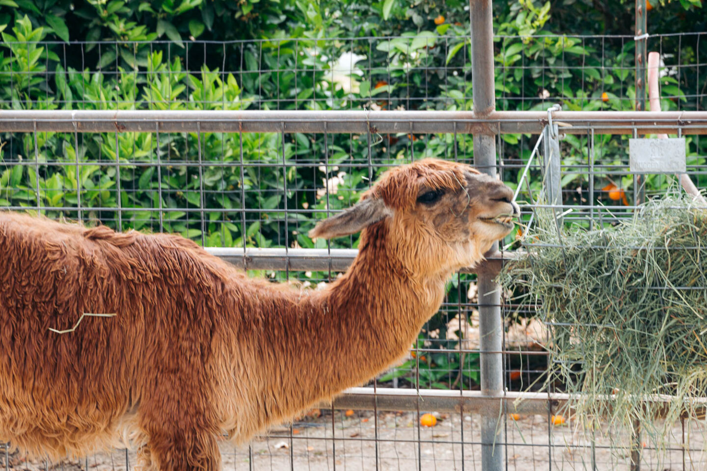 Underwood Family Farms, Somis, CA - Roads and Destinations