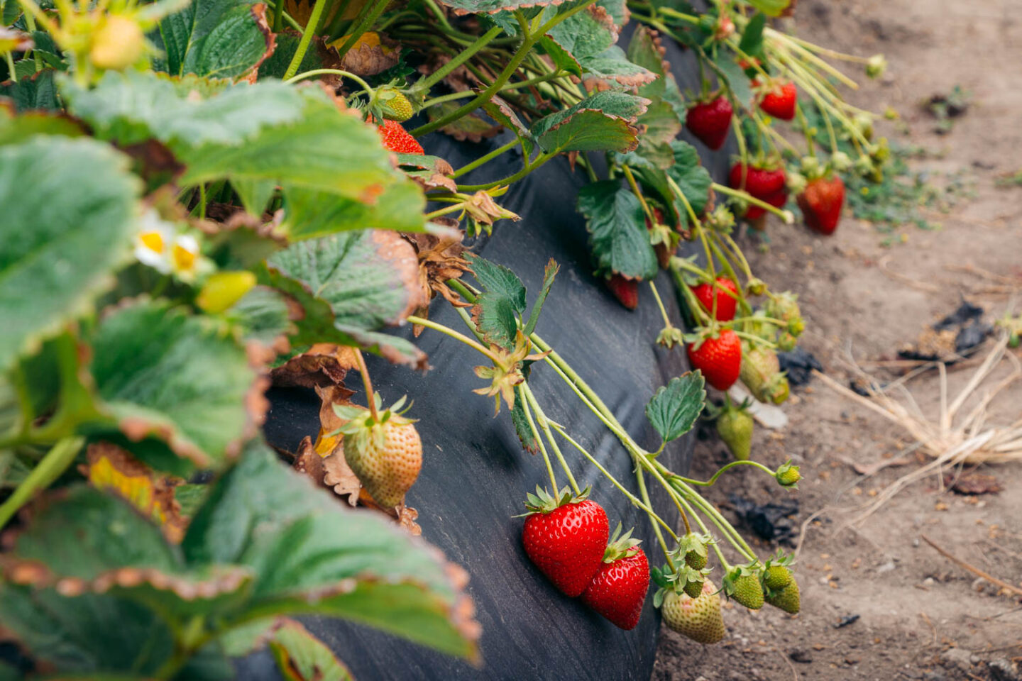 Growing strawberries - California farms - Roads and Destinations