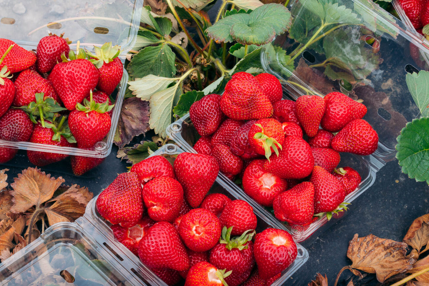 Growing strawberries - California farms - Roads and Destinations