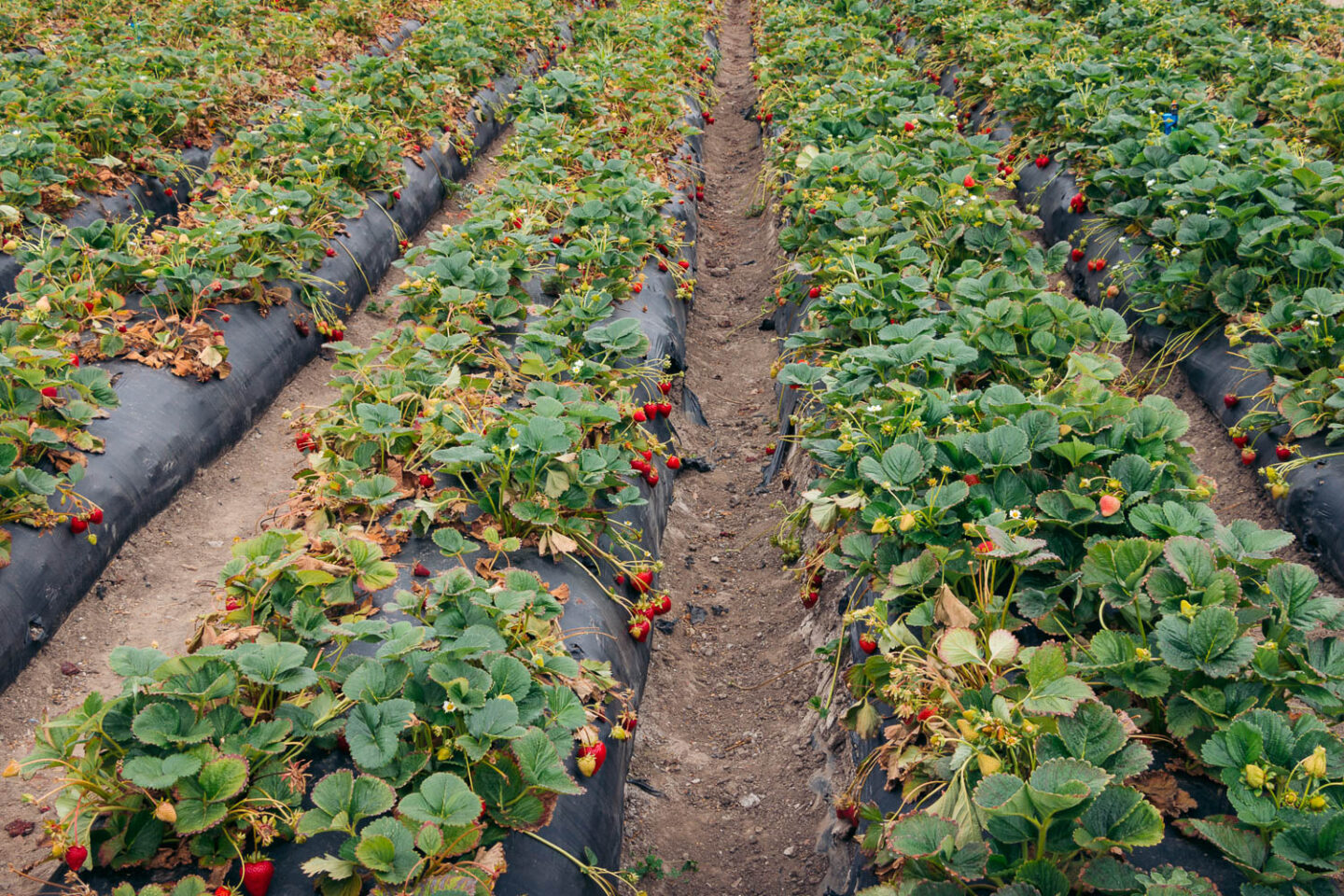Growing strawberries - California farms - Roads and Destinations