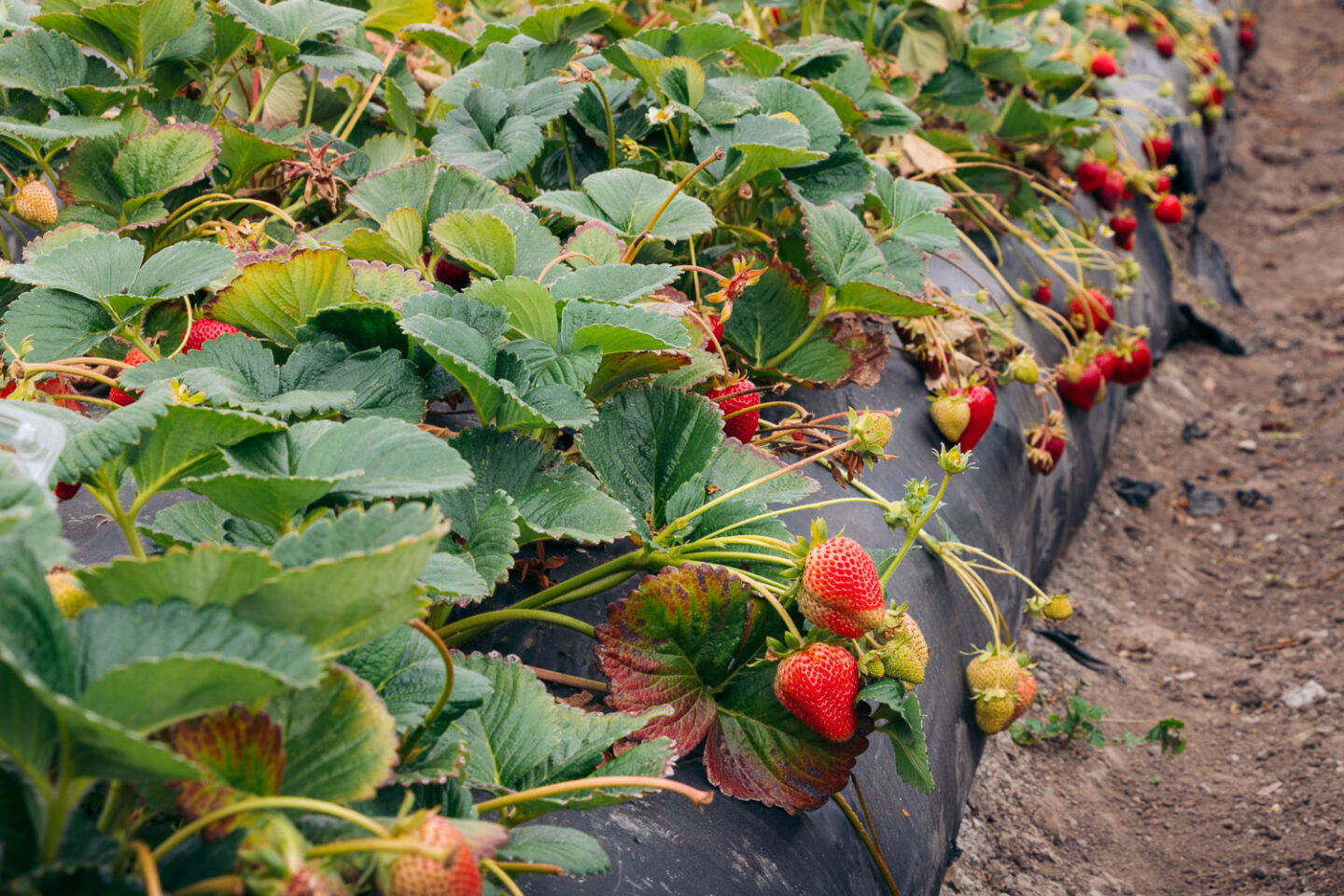 Growing strawberries - California farms - Roads and Destinations