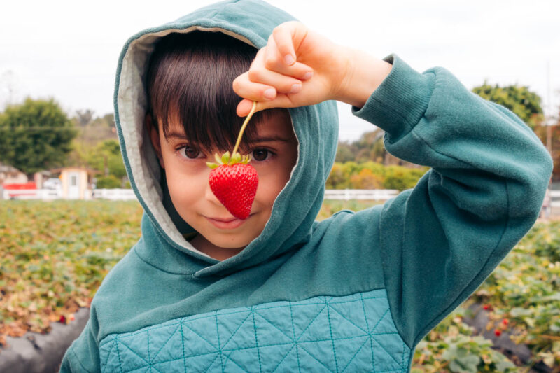 How California Grows Its Strawberries Underwood Family Farms Roads