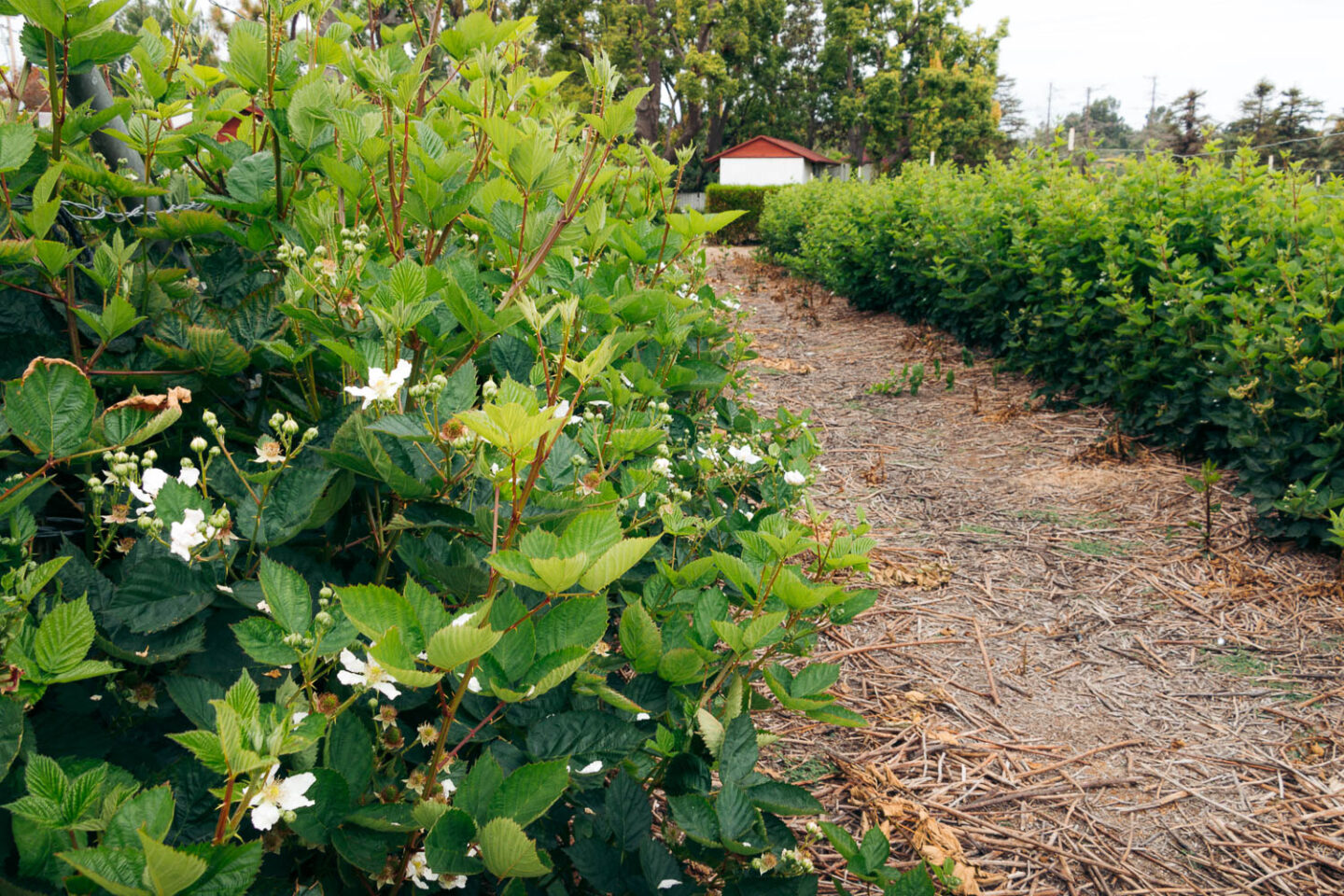 Growing strawberries - California farms - Roads and Destinations