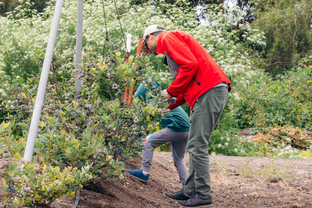 Where to Pick Strawberries in California Underwood Family Farms