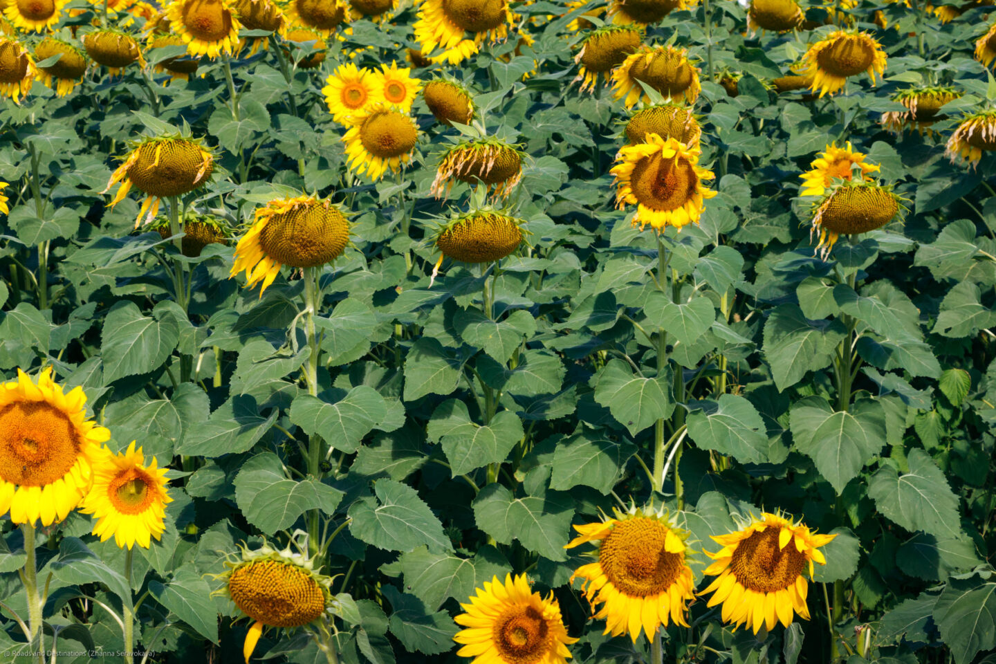 Sunflower Field, Maui - Longevity secrets from blue zones - Roads and Destinations