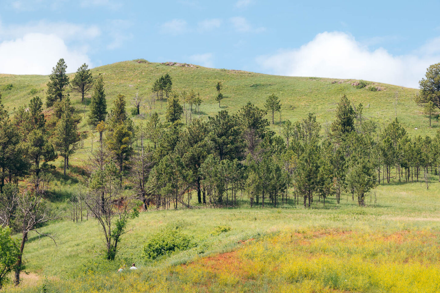 Custer State Park one-day itinerary - Roads and Destinations