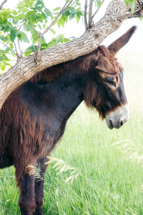 Begging burros, South Dakota - Roads and Destinations